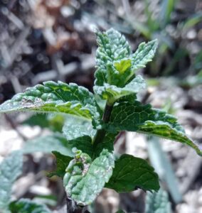 Menthe verte