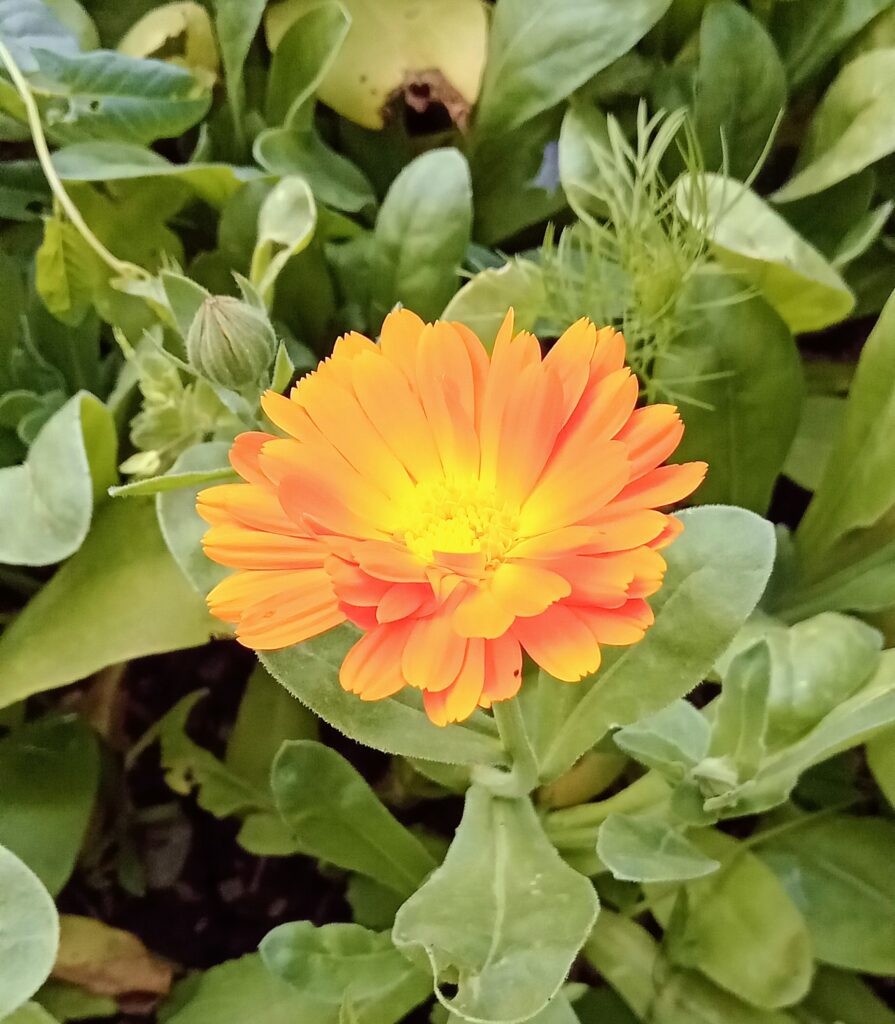 Calendula/ souci