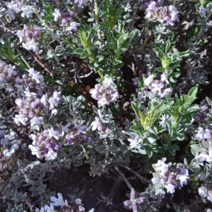 Thym en fleurs