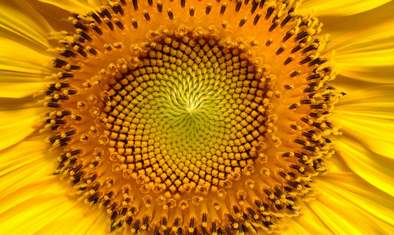 Vibrations Naturelles : Un Langage Universel