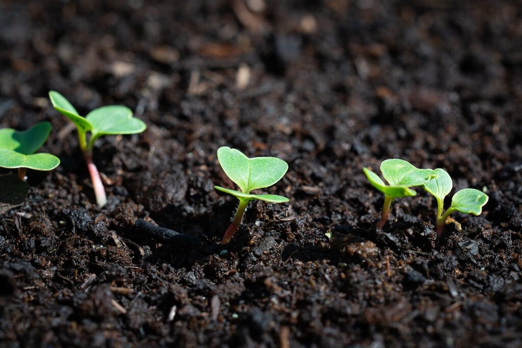 commencer par améliorer la terre pour créer son jardin potager