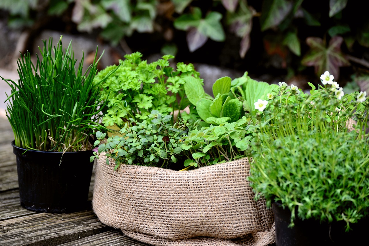 10 Plantes Faciles à cultiver chez Vous, même sur un Balcon