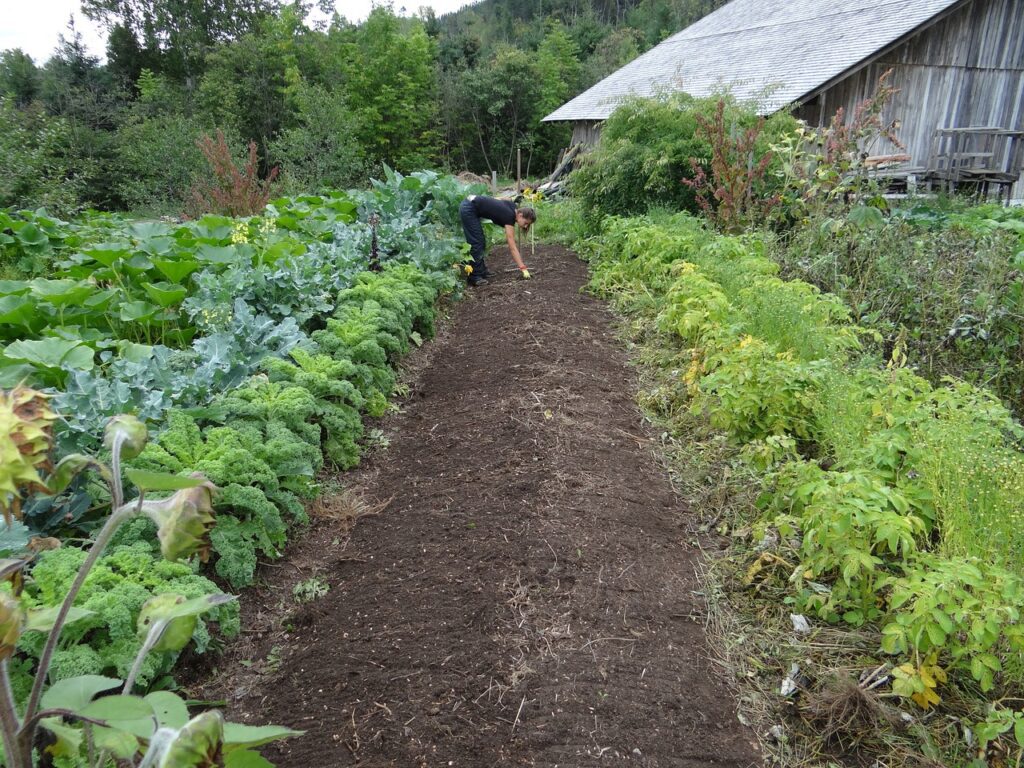 Démarrer un potager pour des récoltes abondantes, saines et savoureuses!