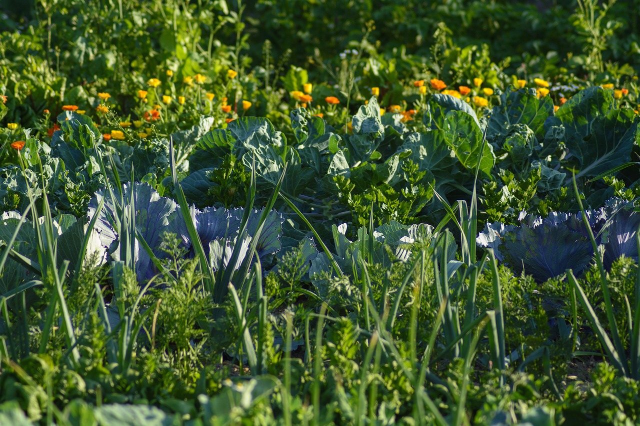Comment démarrer un Potager en 5 Étapes Simples