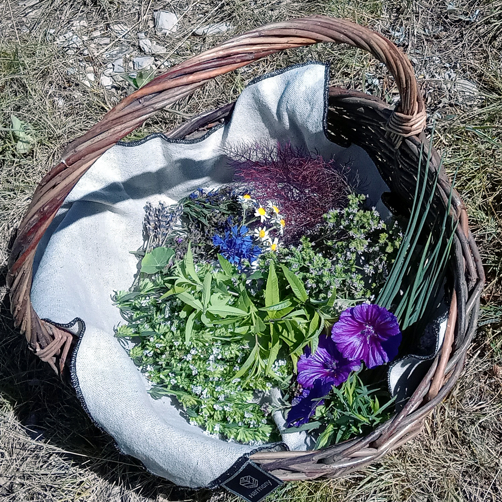 Panier de cueillette du jour…