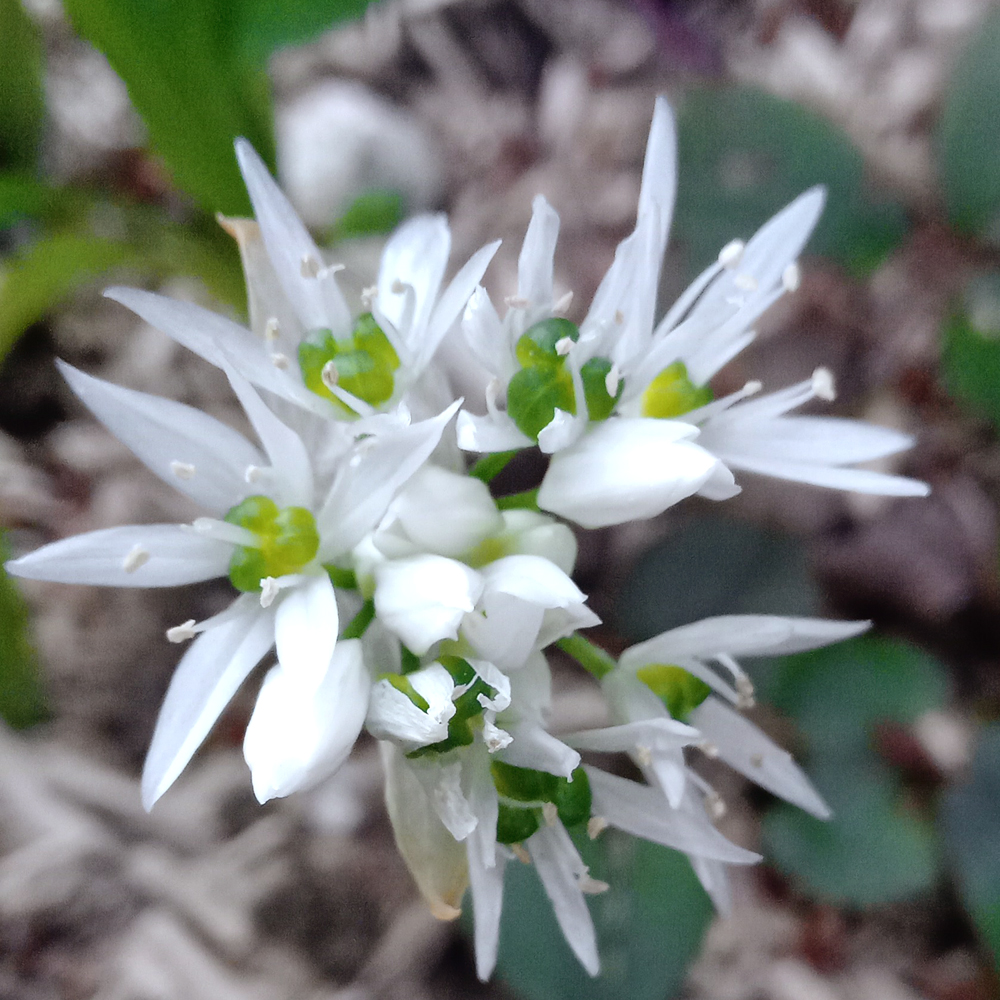 magnifiques fleurs blanches d'ail des ours