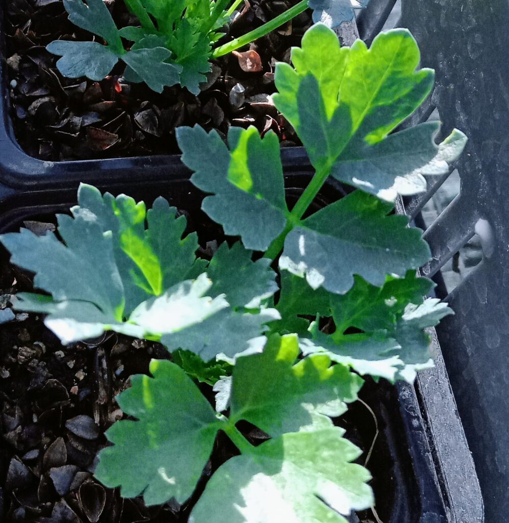 La livèche -plante à bouillon "Maggi"!- également appelée Céleri perpétuel ou Ache des montagnes..