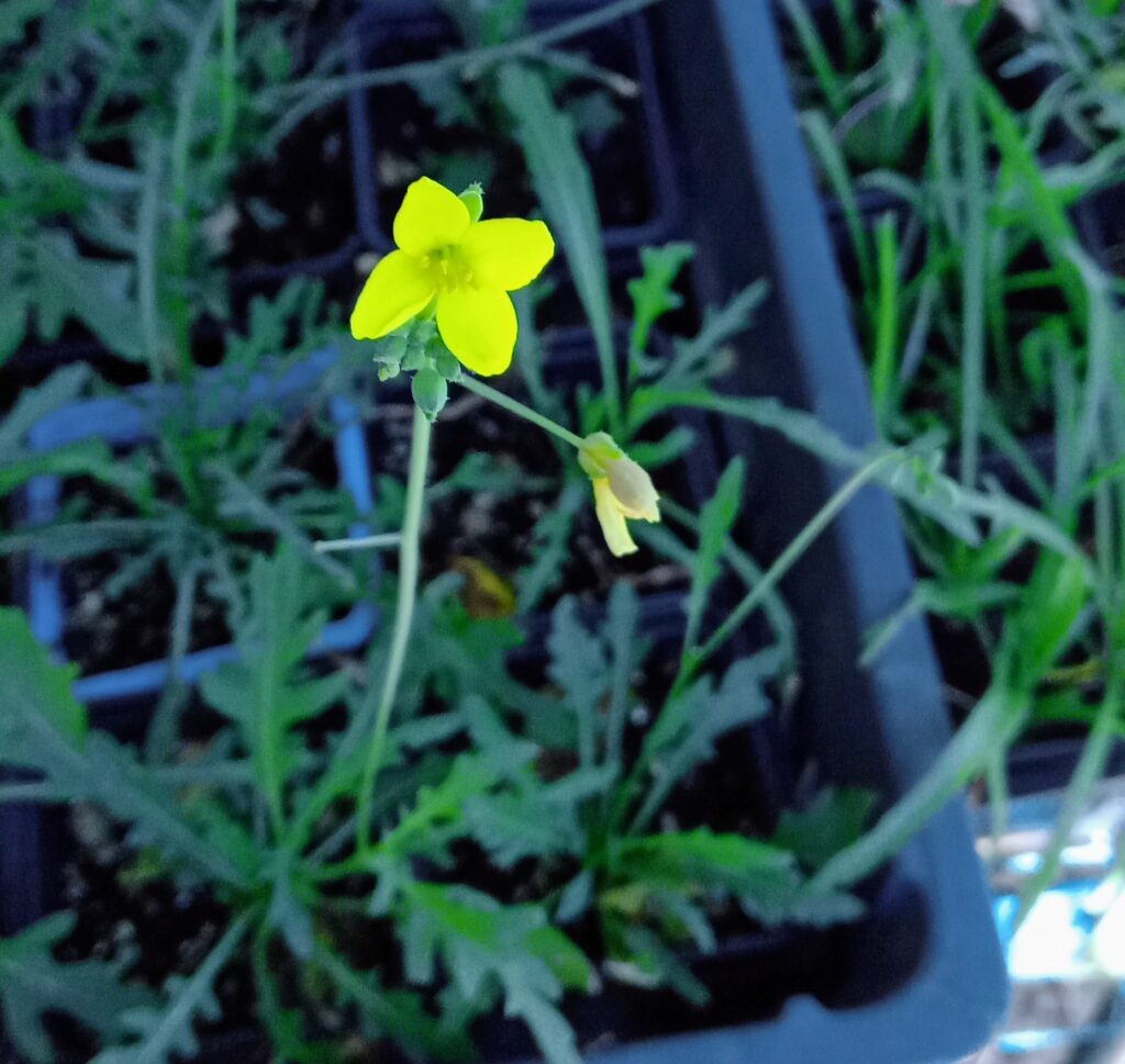 La roquette vivace, légume perpétuel au goût puissant