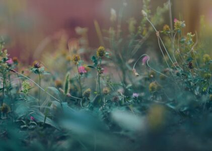 Comment choisir entre Plantes Annuelles, Bisannuelles et Vivaces