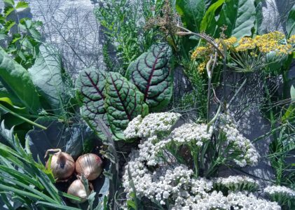 Légumes Perpétuels: Guide pour un Jardin Autonome