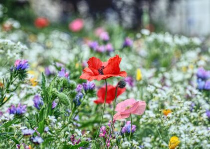 Pourquoi et comment cultiver vos propres Plantes?