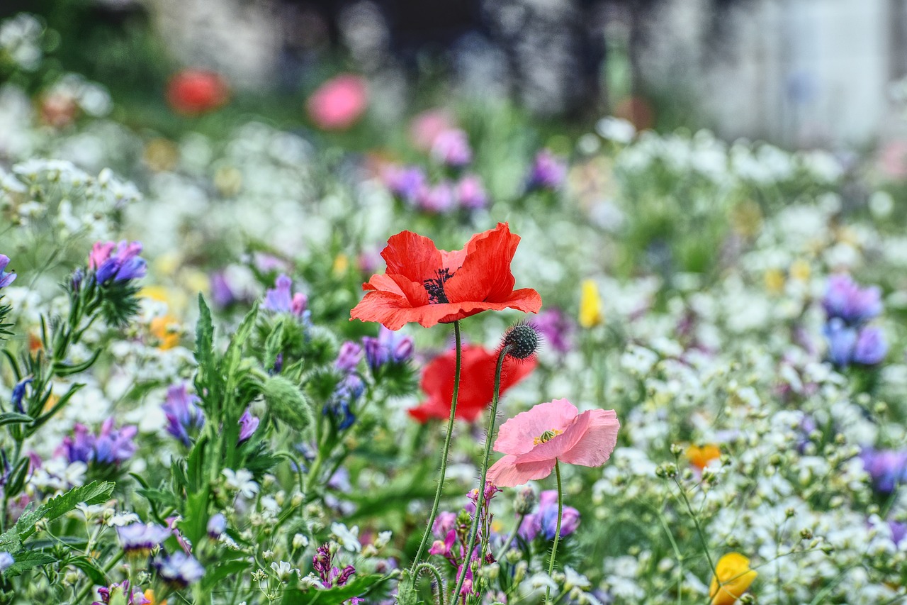 Pourquoi et comment cultiver vos propres Plantes?