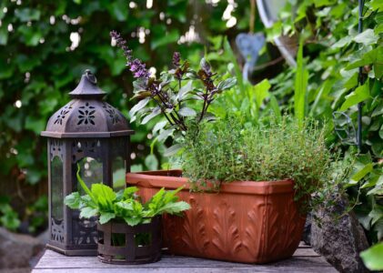 Petit Guide des Plantes Aromatiques pour un Jardin Autonome