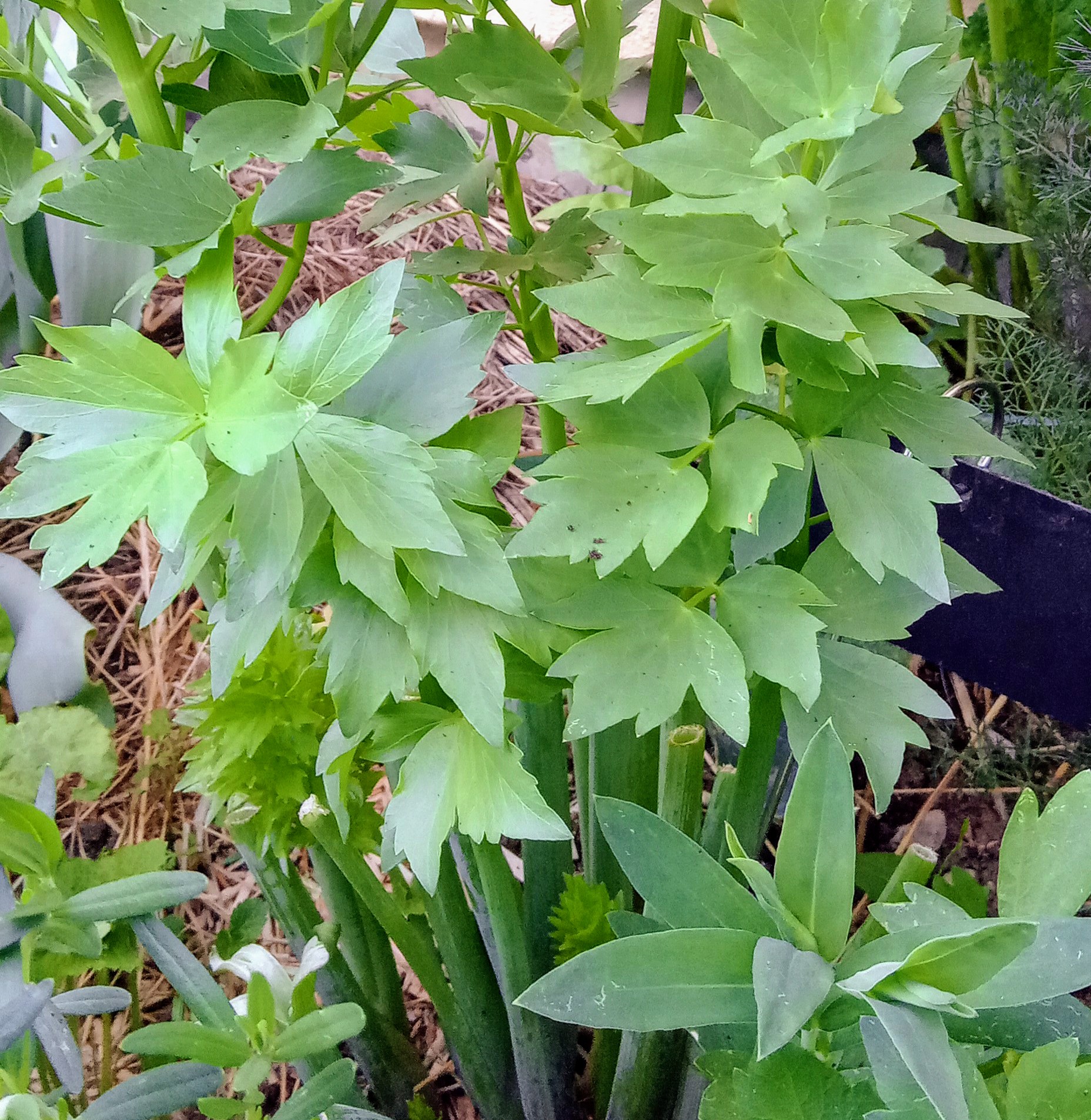 La Livèche, LE céleri perpétuel indispensable pour un potager autonome!
