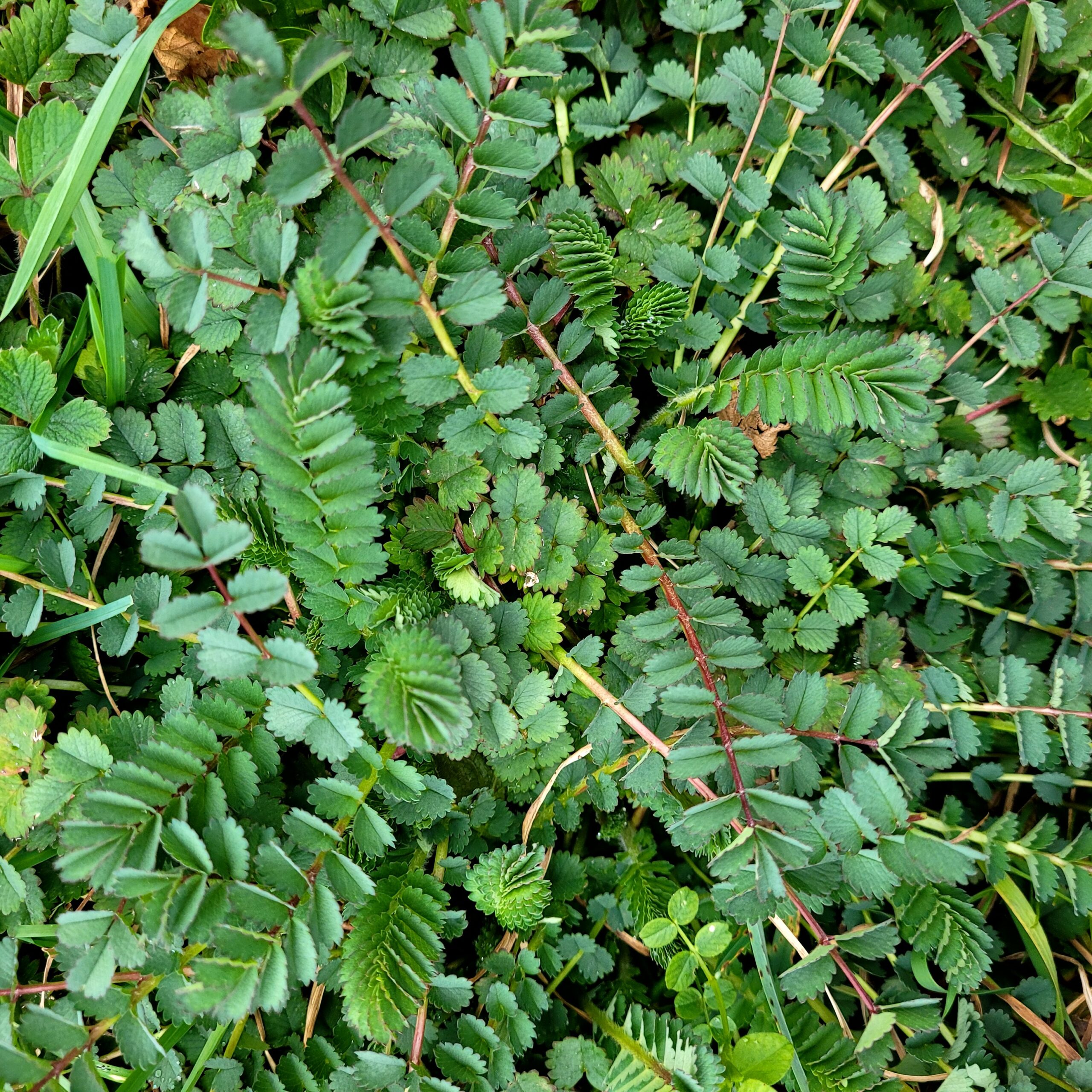 La petite Pimprenelle, Plante Sauvage discrète mais étonnante!