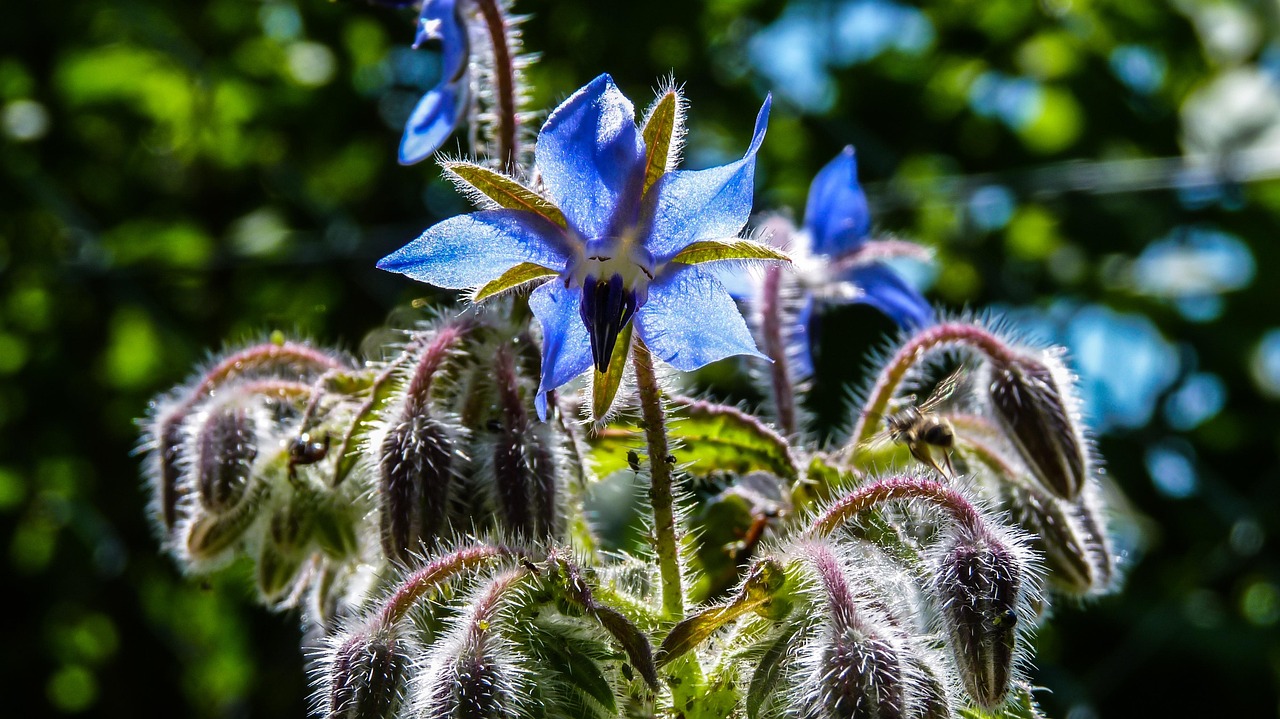 La Bourrache officinale