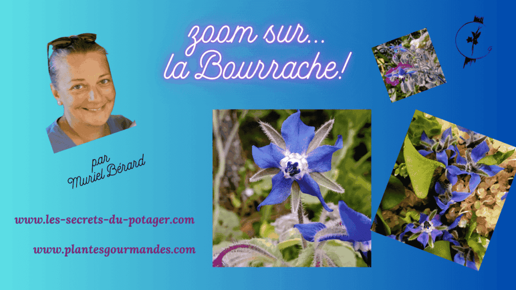 Vidéo zoom sur la Bourrache!