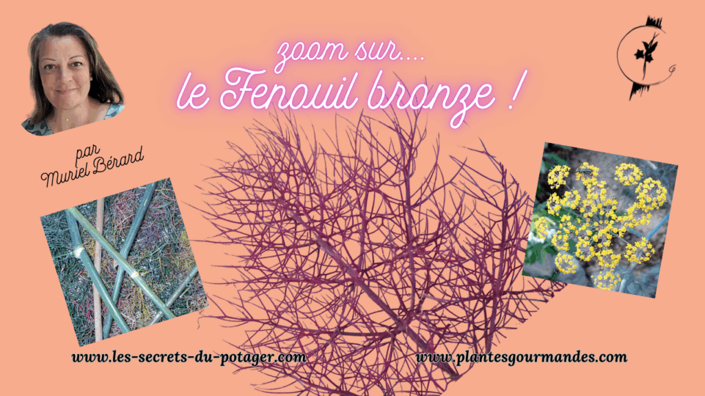 vidéo zoom sur le fenouil bronze