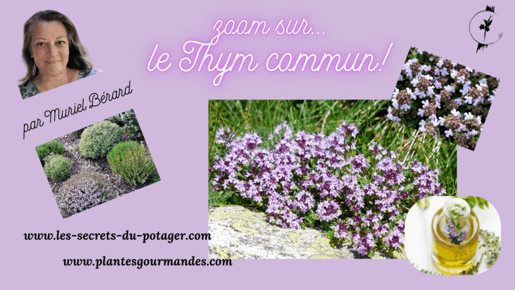 vidéo "Zoom sur...le Thym commun"!