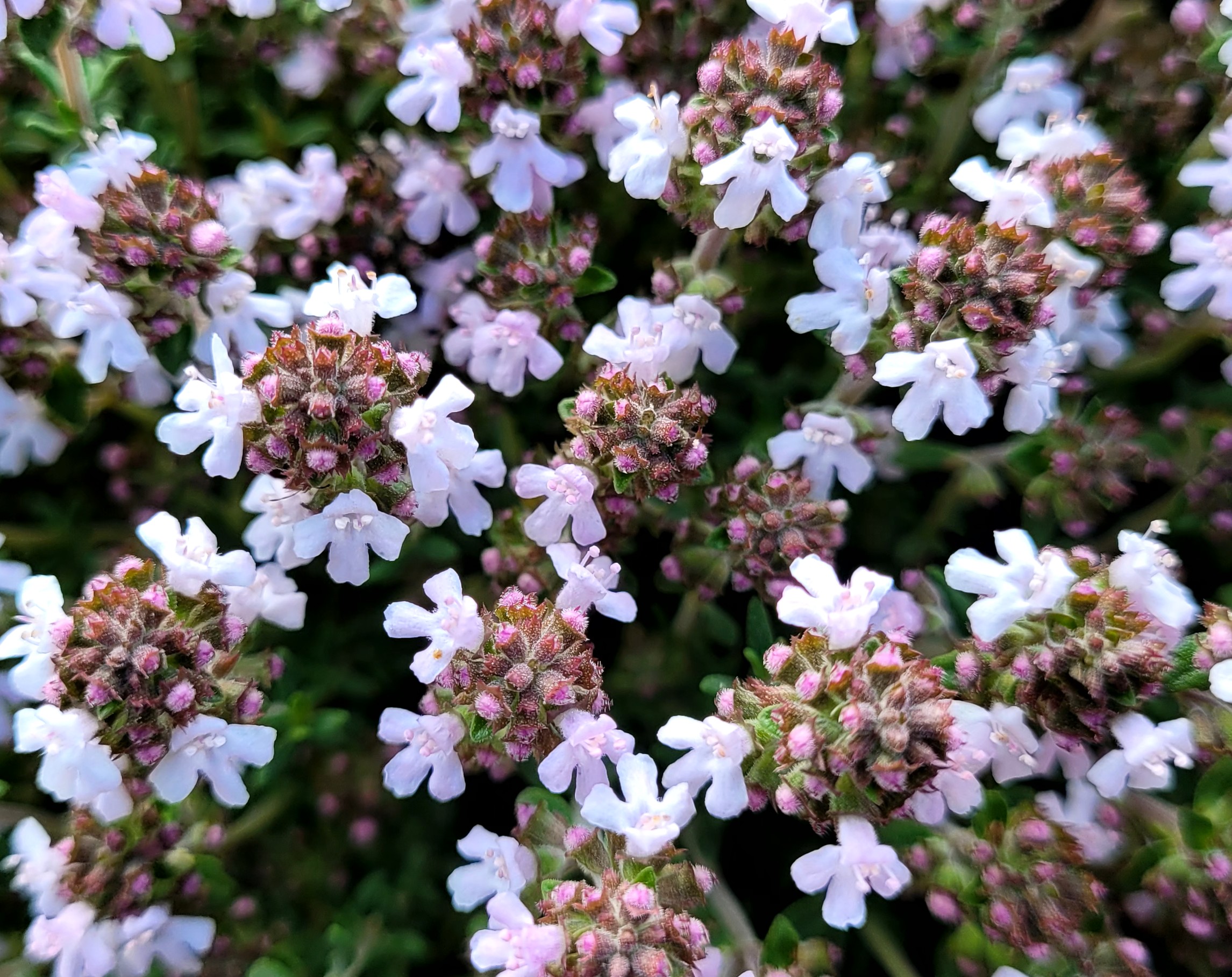 Le Thym Commun : une Plante Aromatique et Médicinale Indispensable!