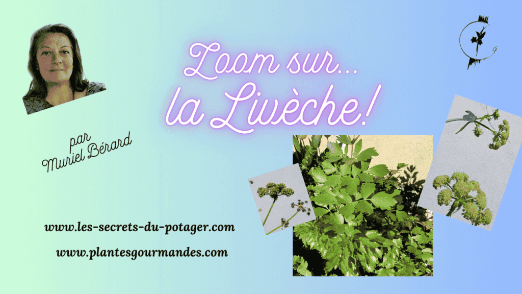 Vidéo Zoom sur...la Livèche!