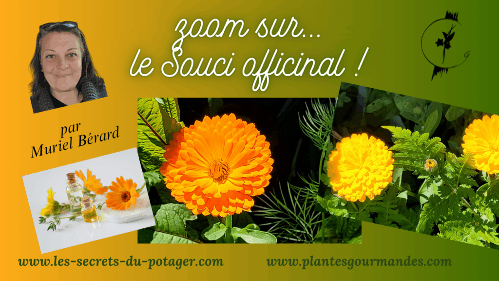 vidéo Zoom sur le Souci officinal!