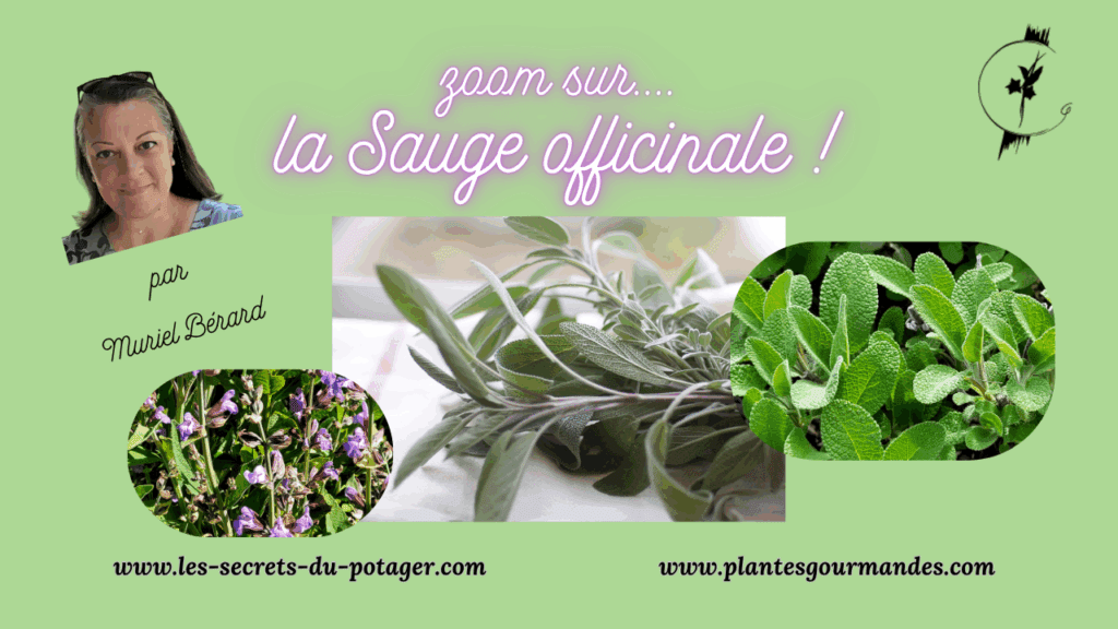 vidéo "Zoom sur....la Sauge officinale!"