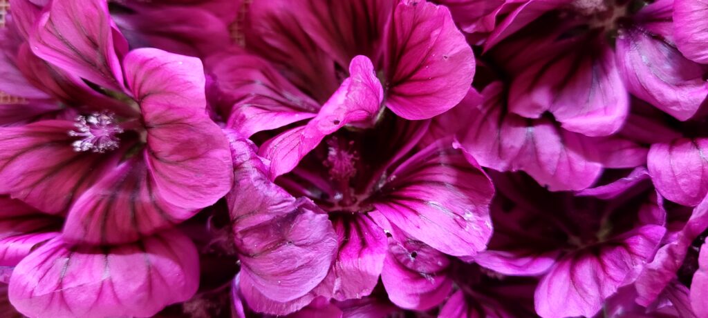 fleurs violettes de Mauve de Mauritanie