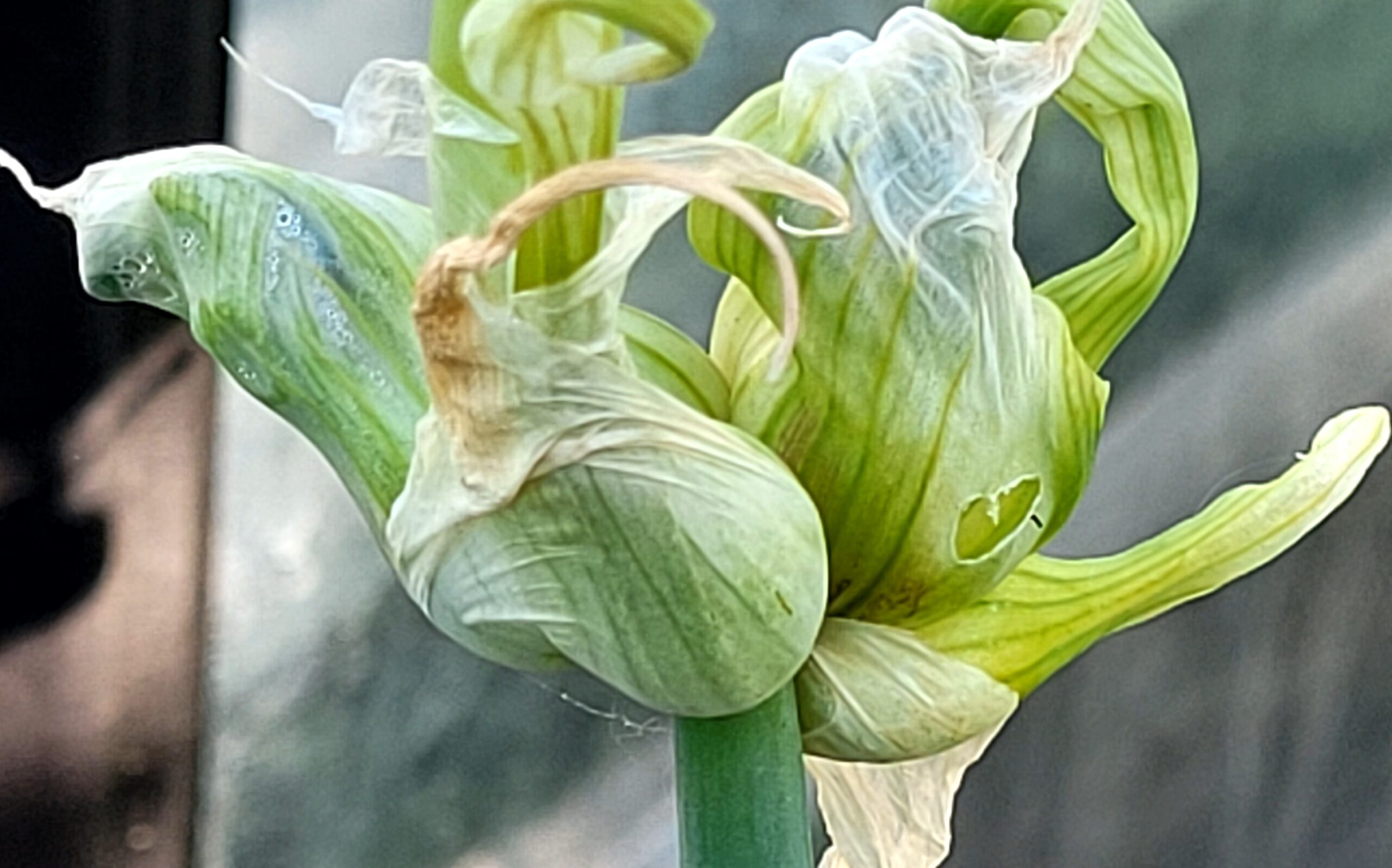 L&rsquo;Oignon rocambole, un Trésor pour votre jardin!
