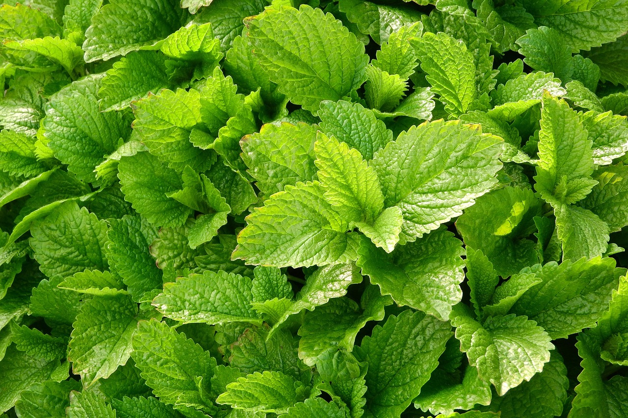 Comment cultiver la Mélisse officinale, et découvrir ses Bienfaits?