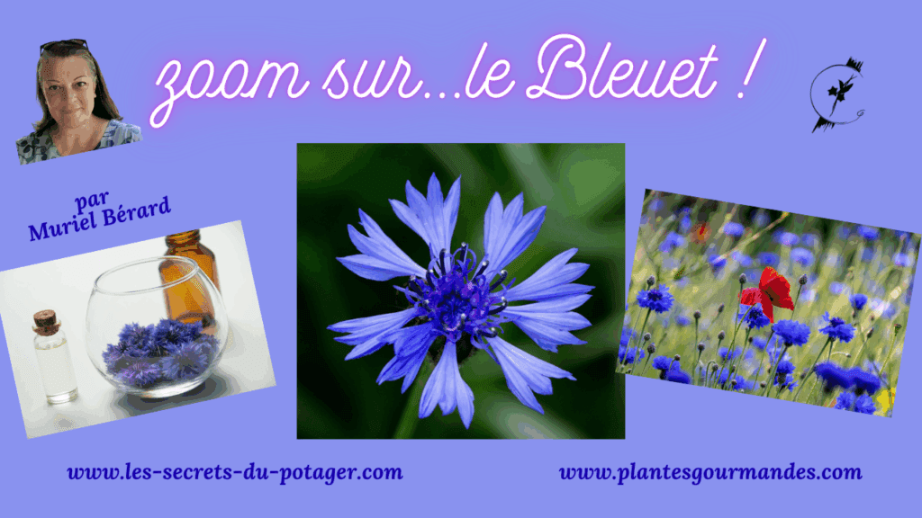 zoom sur...le Bleuet!