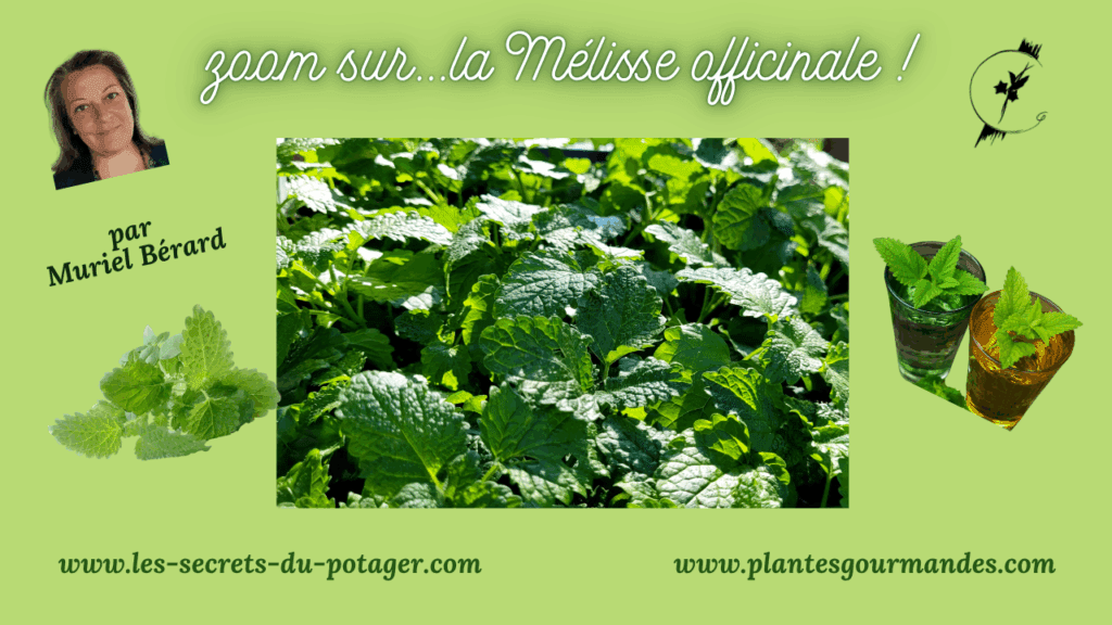 vidéo zoom sur la mélisse officinale