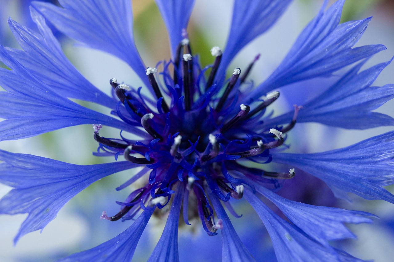 Le Bleuet : Comment cultiver, cuisiner et soigner avec cette Fleur Sauvage aux mille vertus