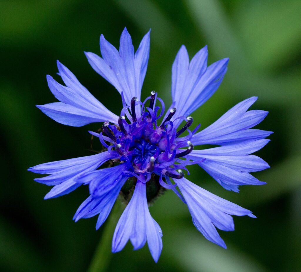 fleur de bleuet