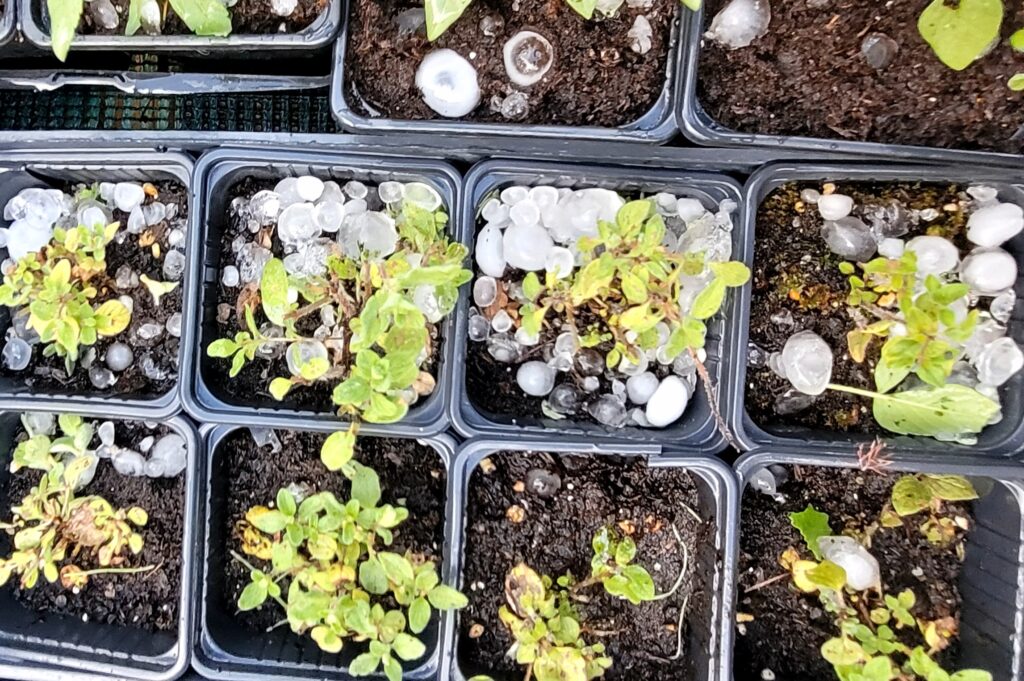grêle dans les plants